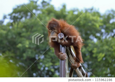 Baby orangutan holding on to playground equipment 115962286