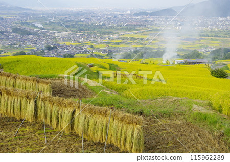 Tanada稻田在秋天 Tanada稻田在秋天 115962289
