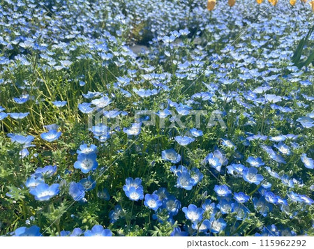 春天的粉蝶花田 春天的粉蝶花田 115962292