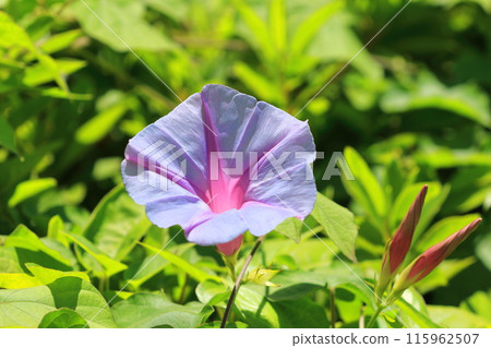 淺紫色和粉紅色牽牛花（牽牛花） 115962507