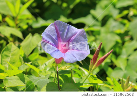 淺紫色和粉紅色牽牛花（牽牛花） 115962508