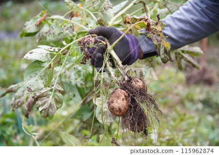 Man harvesting potatoes 115962874