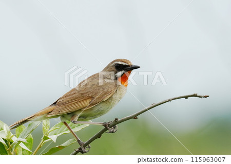 Black sesame perched on a branch Black sesame perched on a branch 115963007