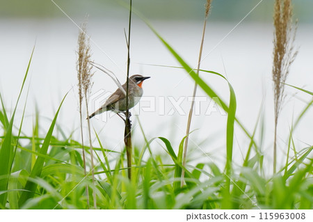 A Japanese bush warbler resting on a stem A Japanese bush warbler resting on a stem 115963008