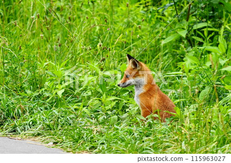 我在夏日森林裡遇見的一隻紅狐 我在夏日森林裡遇見的一隻紅狐 115963027