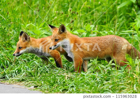 年輕的狐狸幼崽 115963028