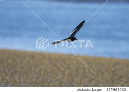 American oystercatcher, Haematopus palliatus, in flight, flying in a Patagonian beach environment, Patagonia, Argentina. American oystercatcher, Haematopus palliatus, in flight, flying in a Patagonian beach environment, Patagonia, Argentina. 115963080