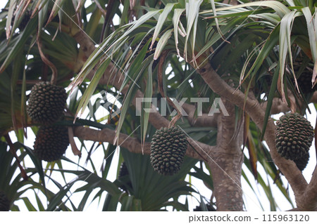 Pandanus berries swaying in the wind Pandanus berries swaying in the wind 115963120