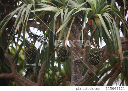Pandanus berries swaying in the wind Pandanus berries swaying in the wind 115963121