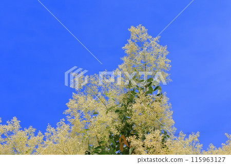 盛開的格里菲斯灰花 盛開的格里菲斯灰花 115963127