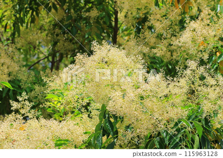 盛開的格里菲斯灰花 盛開的格里菲斯灰花 115963128