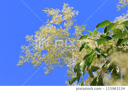 Griffith's ash flower in full bloom 115963134