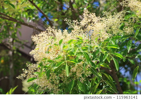 Griffith's ash flower in full bloom 115963141