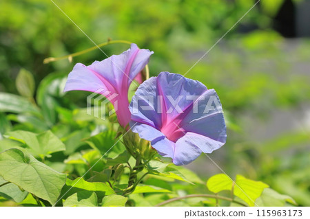 淺紫色和粉紅色牽牛花（牽牛花） 115963173