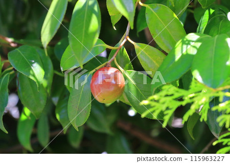 紅山茶果 115963227