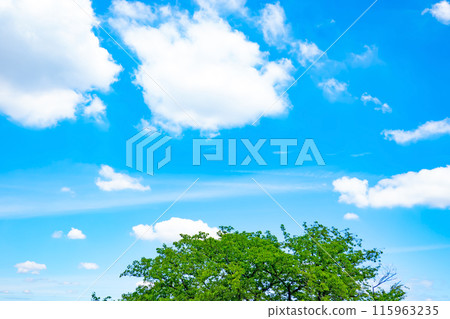 初夏的雲朵和樹木 115963235