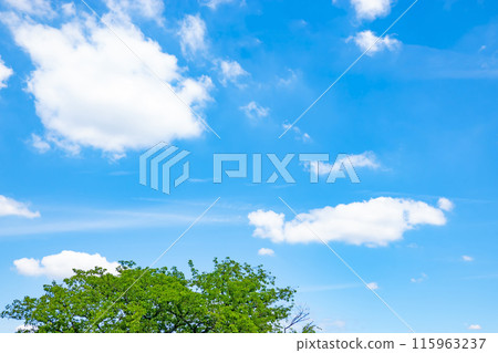 初夏的雲朵和樹木 初夏的雲朵和樹木 115963237