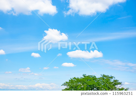 初夏的雲朵和樹木 115963251