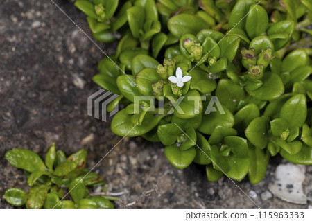 Sonaremugura 115963333