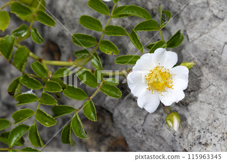 Terihanoyibara 115963345