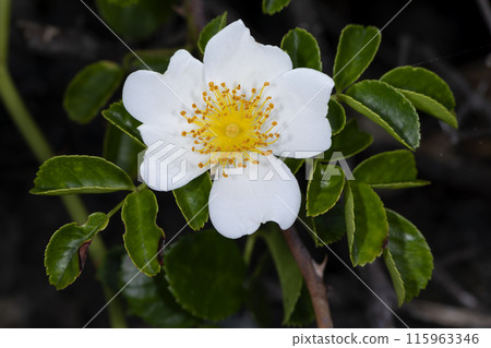 Terihanoyibara Terihanoyibara 115963346