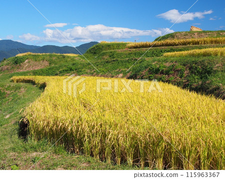 Tanada rice fields in autumn Tanada rice fields in autumn 115963367
