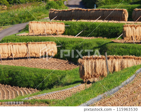 Tanada稻田在秋天 Tanada稻田在秋天 115963530