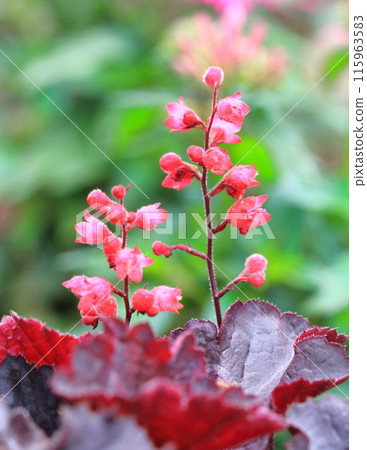 盆栽珊瑚或 heuchera 花 盆栽珊瑚或 heuchera 花 115963583