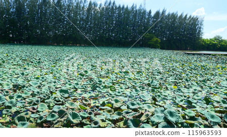 A pond filled with green lotus leaves and a pine tree in the background 115963593