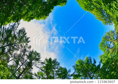 Early summer blue sky seen from inside the forest Early summer blue sky seen from inside the forest 115963607