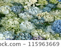繡球 115963669