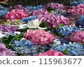 繡球 115963677