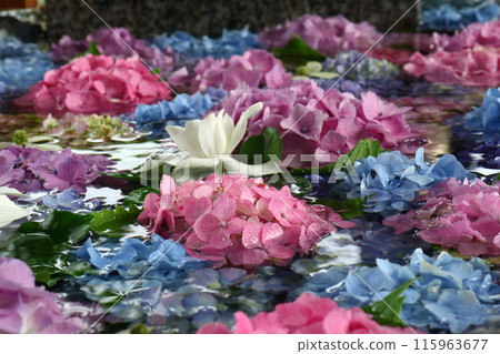 繡球 115963677