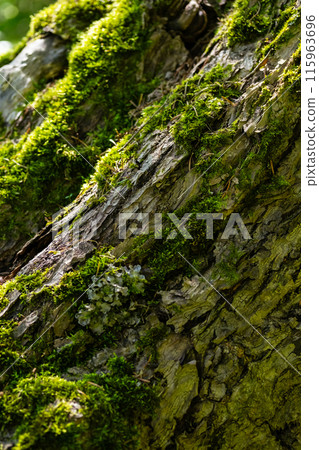 Moss growing on the old tree trunk. Moss growing on the old tree trunk. 115963696