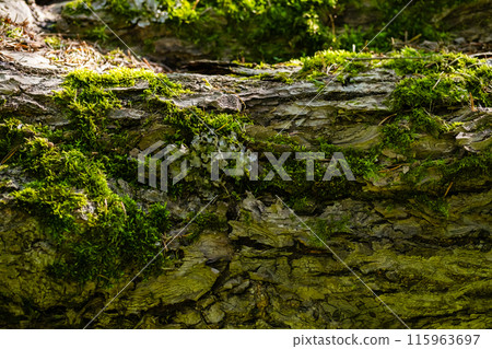 Moss growing on the old tree trunk. 115963697