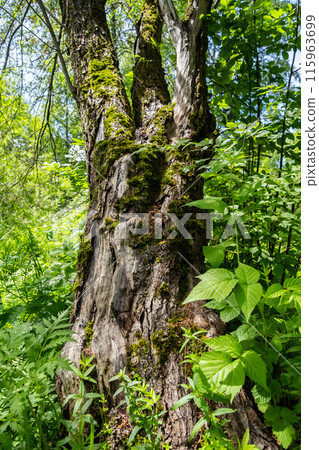 Beautiful old mossy tree in the woods. Beautiful old mossy tree in the woods. 115963699