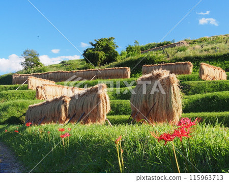 Obasute rice terraces and spider lilies in autumn Obasute rice terraces and spider lilies in autumn 115963713