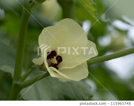 大倉在菜園裡的花 大倉在菜園裡的花 115963748