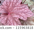 紅色葉 Heuchelario 葉雜色 115963818