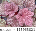 紅色葉 Heuchelario 葉 115963821