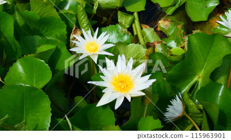 white lotus flower with green leaves in pond white lotus flower with green leaves in pond 115963901