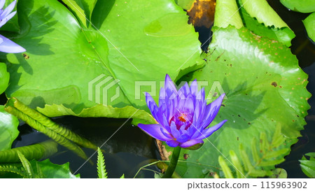 Purple lotus flowers and green leaves in the lake Purple lotus flowers and green leaves in the lake 115963902