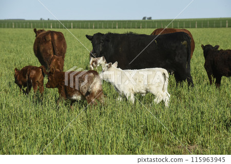 White Shorthorn calf , in Argentine countryside, La Pampa province, Patagonia, Argentina. 115963945