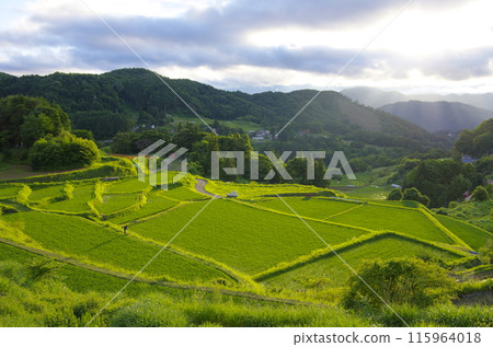 夏季長野市大岡的梯田 夏季長野市大岡的梯田 115964018