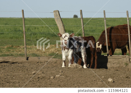 White Shorthorn calf , in Argentine countryside, La Pampa province, Patagonia, Argentina. 115964121
