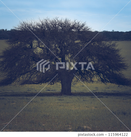 Calden tree landscape, La Pampa province, Patagonia, Argentina. 115964122