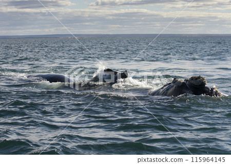 Sohutern right whale jumping, endangered species, 115964145