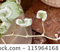 有光澤的杜鵑花銀落葉 115964168