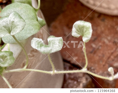 有光澤的杜鵑花銀落葉 有光澤的杜鵑花銀落葉 115964168
