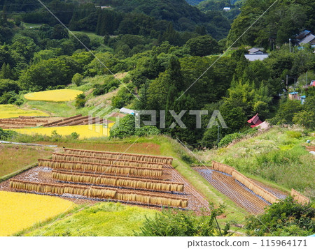 長野市大岡市秋天的梯田 長野市大岡市秋天的梯田 115964171